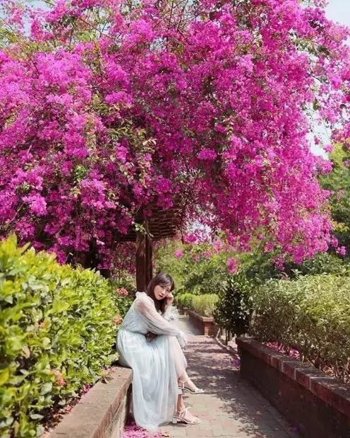 台湾 九重葛 绝美秘境 六个赏花景点ins美照都在这拍 腾讯新闻