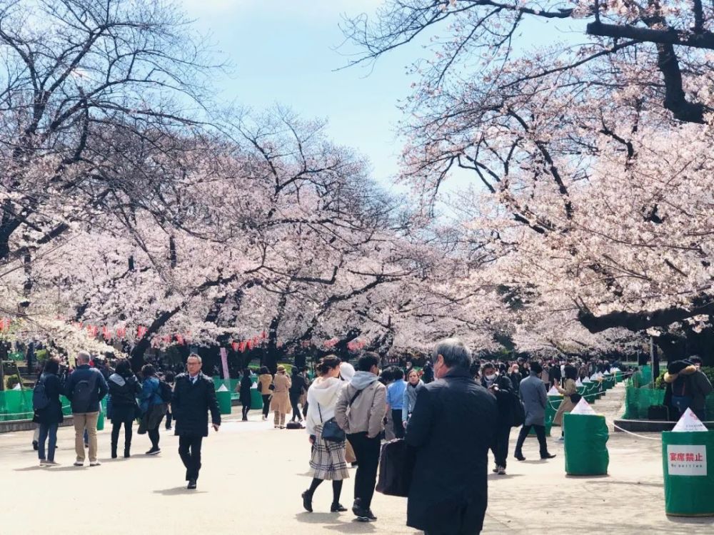 外国人最喜欢的赏樱地上野公园 现在连他们的影子都看不到 腾讯新闻