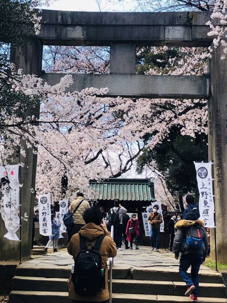 外国人最喜欢的赏樱地上野公园 现在连他们的影子都看不到 腾讯新闻