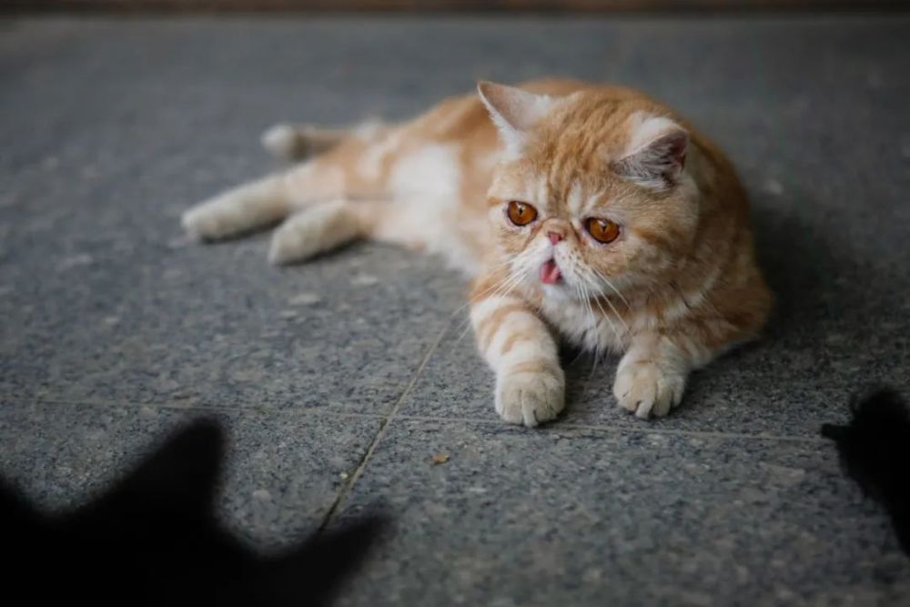 震惊！小猫咪为什么会爱上一根葱？_腾讯新闻