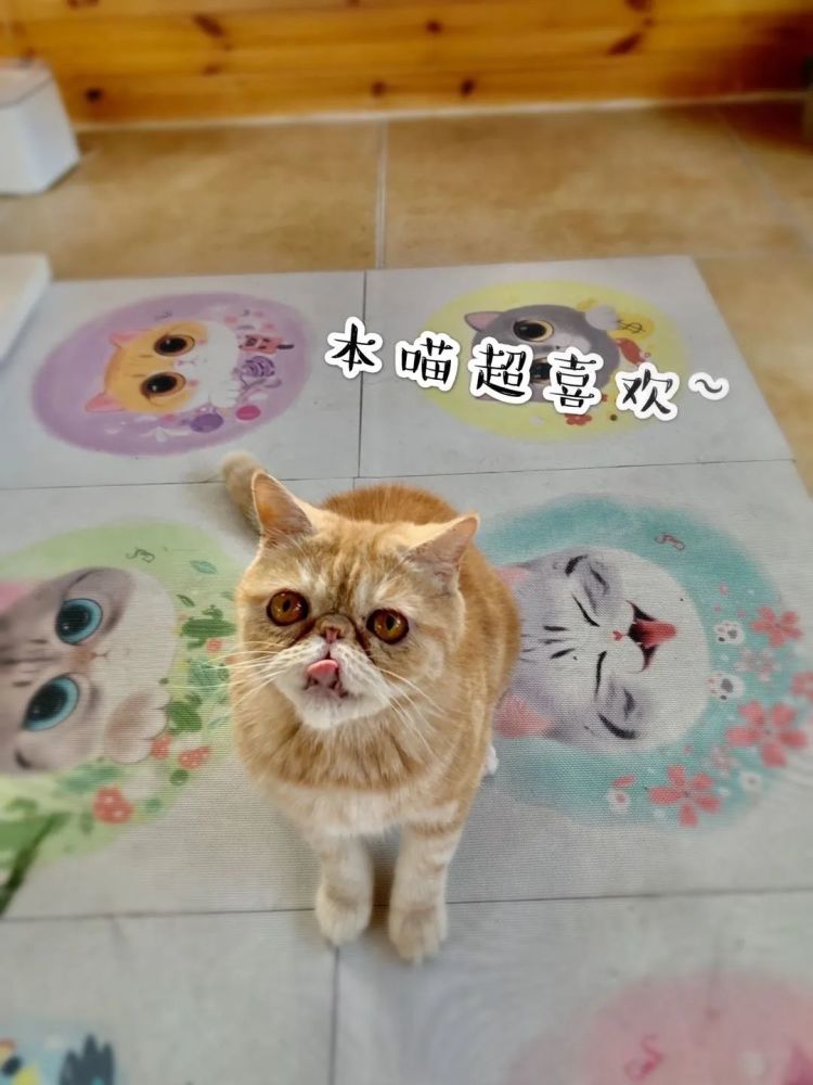 震惊！小猫咪为什么会爱上一根葱？_腾讯新闻