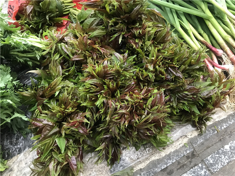 不過好像也有人種植了,湘西這邊的人最喜歡吃這種野菜,鴨腳板生長在林