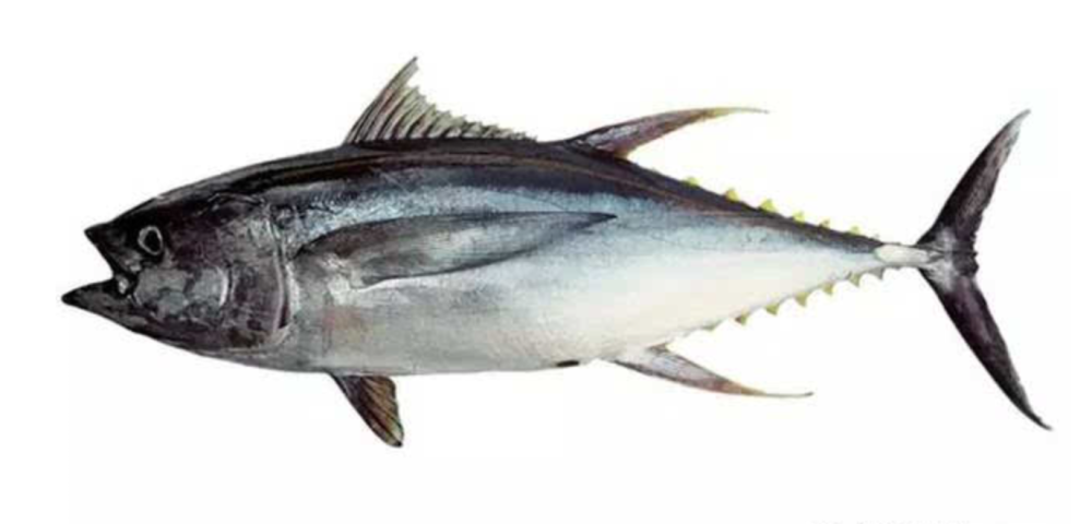 金枪鱼tuna