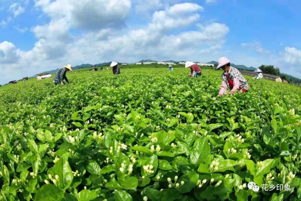 感受浪漫的茉莉闻香之旅共游茉莉花海—广西横县带你走进世界茉莉