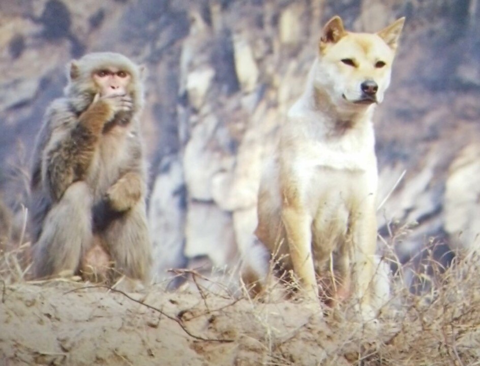 尤其喜欢猴哥和狗哥的这一镜头,很有爱.