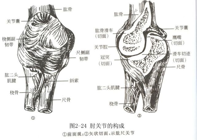 全身关节活动训练 真人演示 肩关节 膝关节 上肢 肘关节