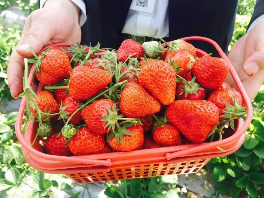 南京周边草莓采摘好去处,莓好时光约起来!