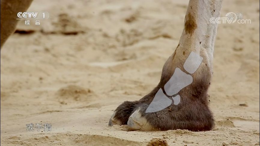 脚掌脚趾脚指甲动物是用哪个部位走路的小编带您一探究竟
