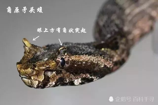 鸡冠蛇真的存在吗长冠的蛇没有长角的蛇倒有一些