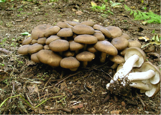 荒野维生野菜系列北风菌