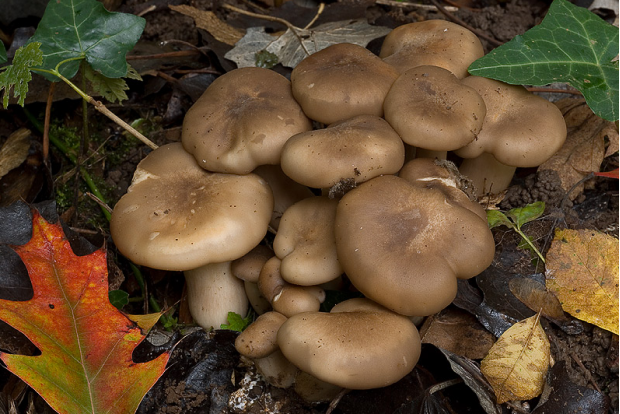 荒野维生野菜系列北风菌