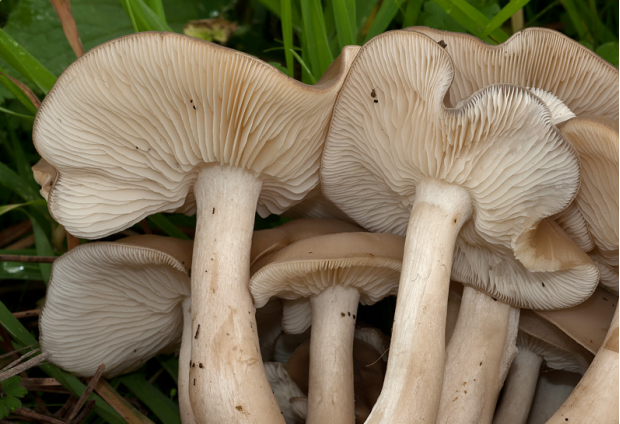 荒野维生野菜系列北风菌