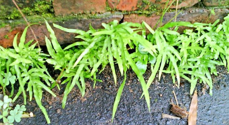 鳳尾草井邊草是治療肝炎喉嚨腫痛良藥