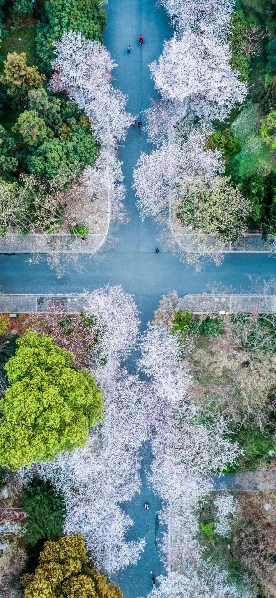 没有人人人人的南林樱花怎么样了