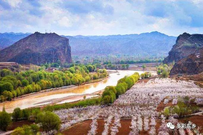 唐汪镇杏花飘香工作忙