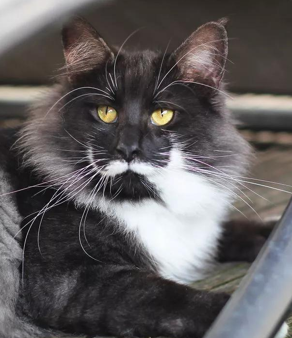 你见过猫咪"长胡子"吗?它们的样子笑喷我了:咋,你们是要成精了吗?