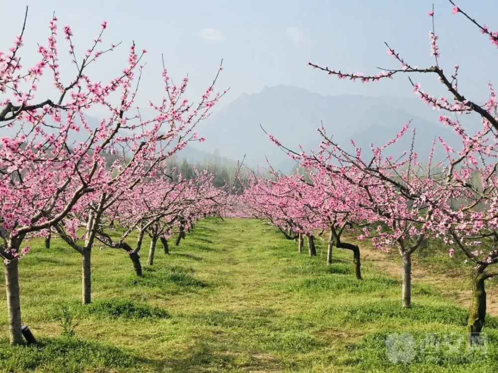 春赏美景,认领桃树,体味别样快乐!