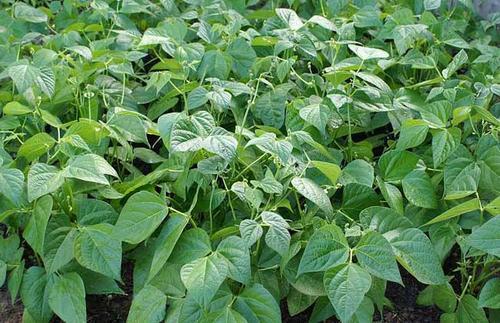 这种豆角无需搭架,产量高,易管理,田间地头都能种