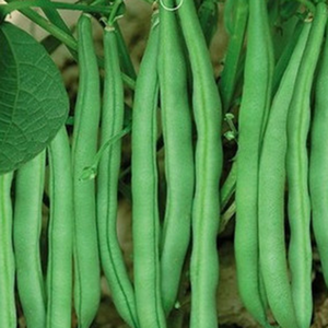 这种豆角无需搭架,产量高,易管理,田间地头都能种