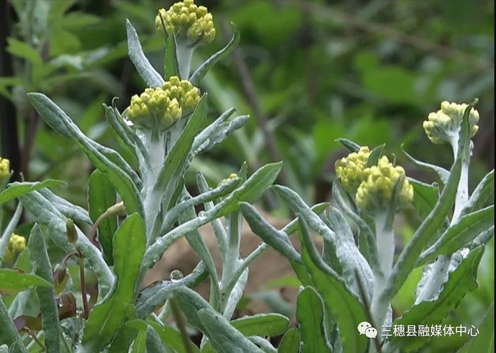 又到一年三月三,今天的你吃三月粑了吗?
