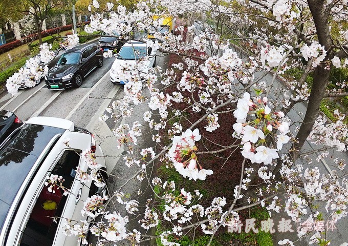 三月芳菲始，一年花开时，这几天，江湾城路晚樱花如约盛开。