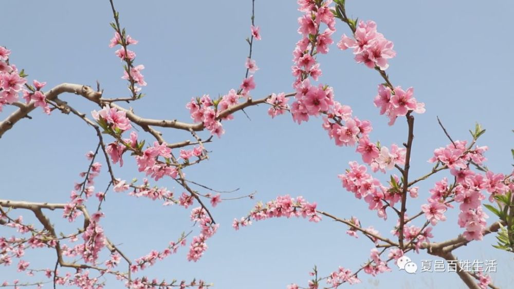 夏邑这儿的桃花盛开春意浓