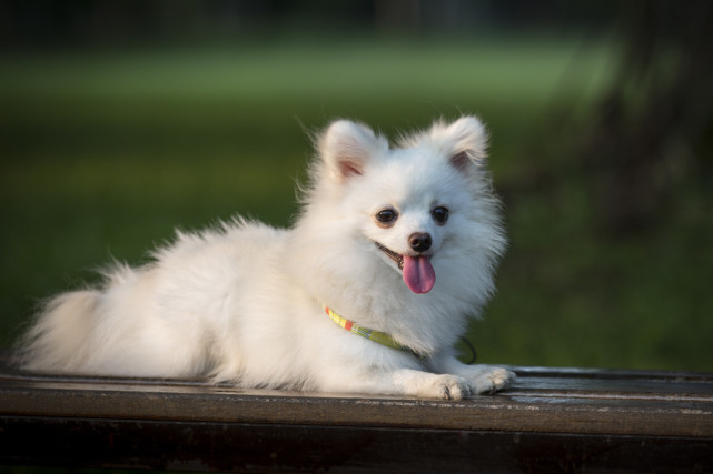 关于购买博美犬 你必须要知道的事情 要不然就别养博美犬 博美犬 宠物狗 犬种