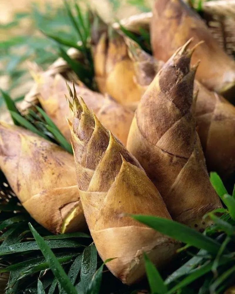 春笋的翘首,诨名叫"黄泥拱,是顶好的毛笋.