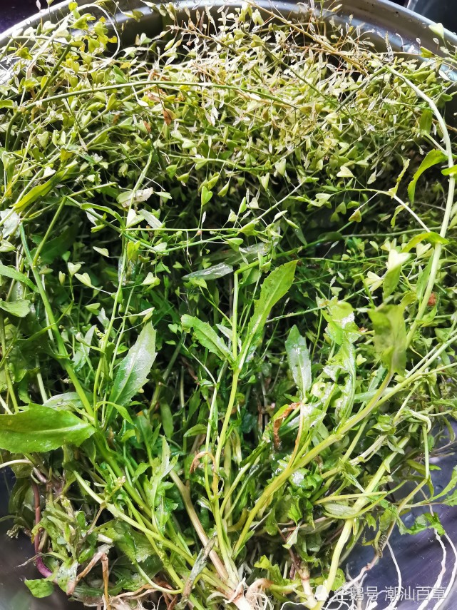 潮汕有哪些野草是可以当野菜吃的快来看看有没你认识的