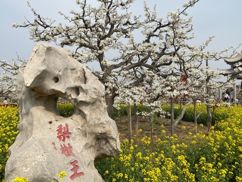 在那8万亩梨花盛开的地方中华第一梨园再敞胸怀邀客来