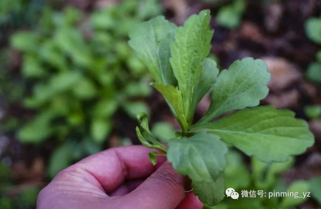 馬蘭頭口感獨特只群居不獨處的春日野菜