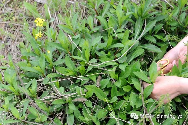 馬蘭頭口感獨特只群居不獨處的春日野菜