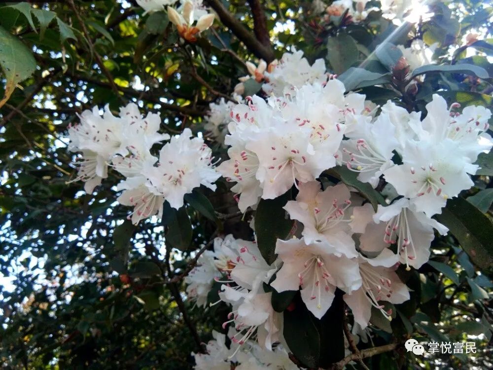 季羡林马缨花赏析(季羡林的马缨花节选)