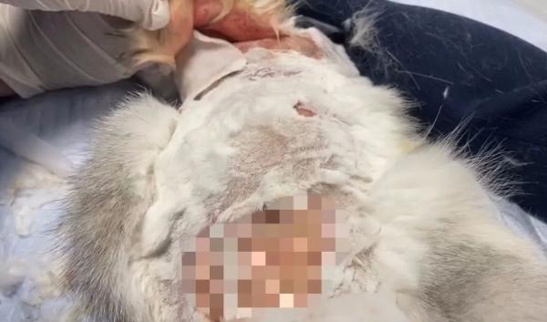 惨不忍睹!四个月大幼猫疑遭剥皮……_腾讯新闻