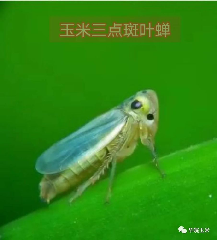 粗缩病被称为玉米"癌症"真就没救了?种植玉米一定要了解