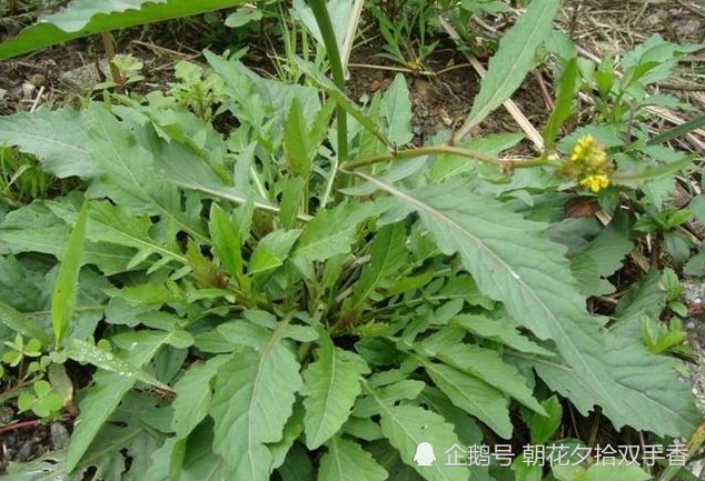 農村常見的野菜外邊看起來像油菜殊不知可食用又可入藥