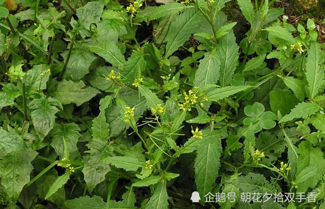 農村常見的野菜外邊看起來像油菜殊不知可食用又可入藥