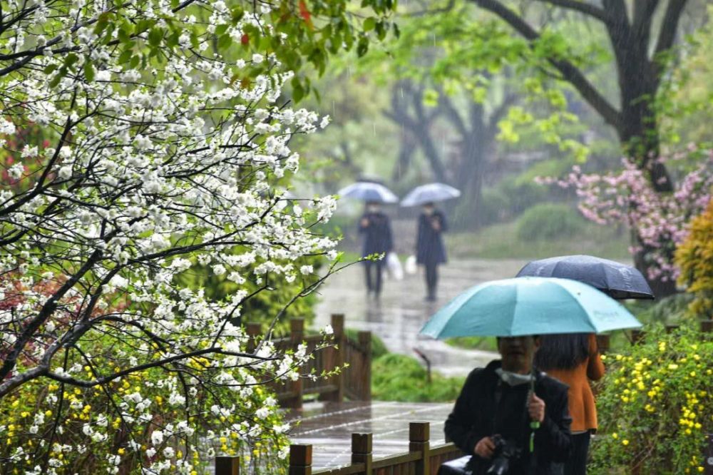 寻一处静谧赶一场春雨最新雨景图出炉