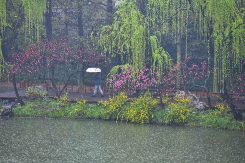 寻一处静谧赶一场春雨最新雨景图出炉