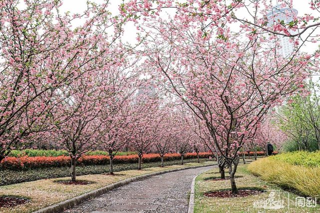 人民公园海棠花海灿烂明若云霞