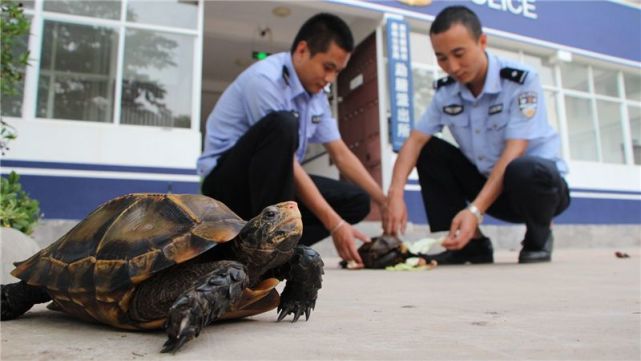 广州一市民在网上买卖陆龟结果被提起公诉了