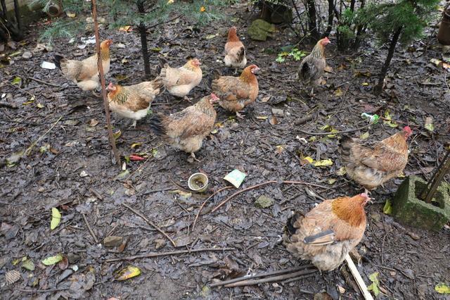 果园养殖土鸡前景好,一举多得效益高?这三点很关键