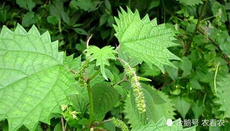 据笔者查阅相关资料表明,人的皮肤接触到蝎子草造成红肿奇痒的现象是