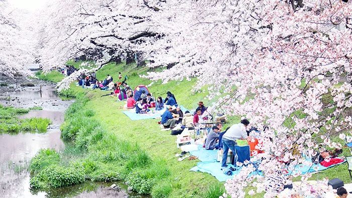 史上最惨樱花季 没有外国游客日本人开启了花式赏樱模式 腾讯新闻