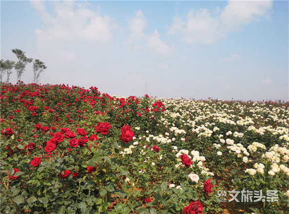 与浪漫不期而遇 泸西东方玫瑰谷芳香小镇项目复工