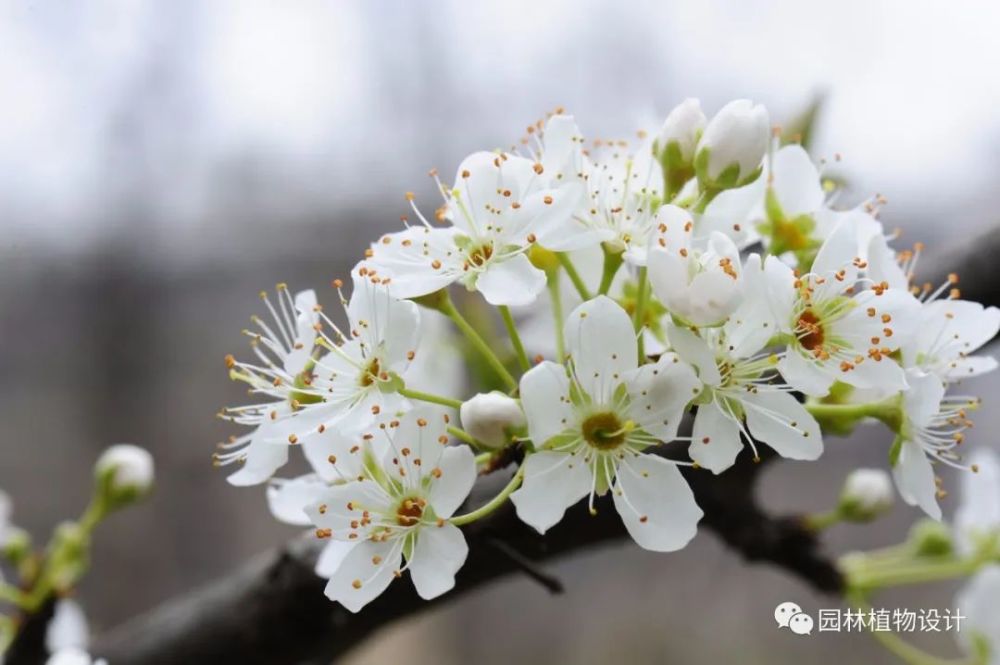 桃花杏花櫻花梨花李花海棠花傻傻分不清