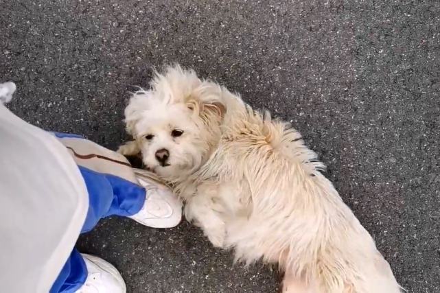 流浪狗极力讨好家犬,卑微的样子让人心疼,它只是想有个家!