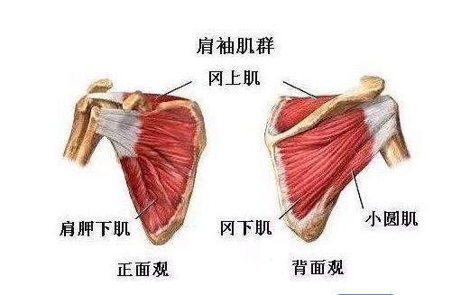 2個萬能的熱身動作針對上半身的訓練改善體型問題