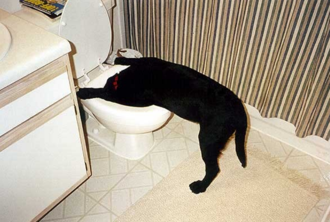 拉布拉多被关小黑屋,身患肿瘤仍遭"虐待",临死前都没见到主人