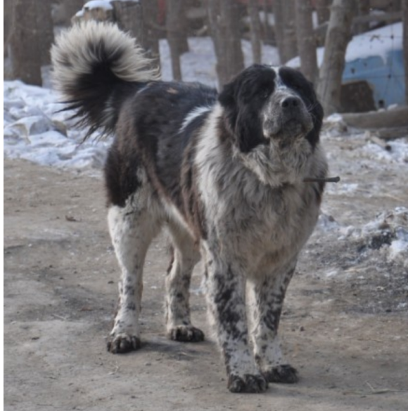 隐秘在天山之中凶猛如兽可与天山雪豹厮杀
